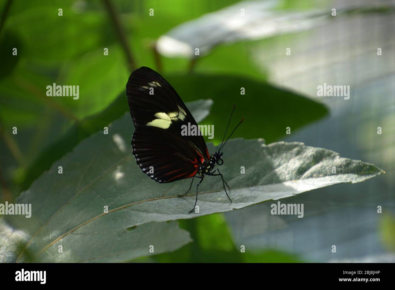 heliconius sara Schmetterling Nahaufnahme auf Blatt-Profil Ansicht mit geschlossenen Flügeln ruhend Stockfoto
