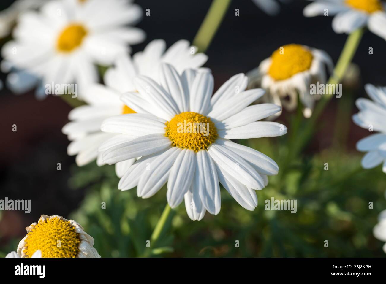 White English Daisy blüht im Frühling. Stockfoto