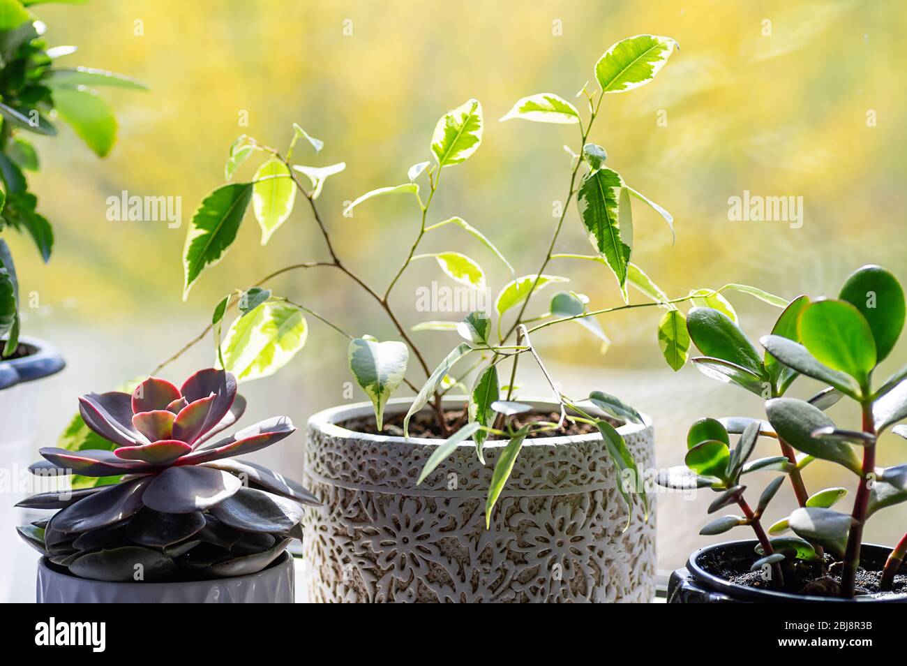 Zimmerblumen am Fenster. Gartenarbeit im Innenbereich und Einrichtungskonzept für das Haus. Nahaufnahme. Stockfoto