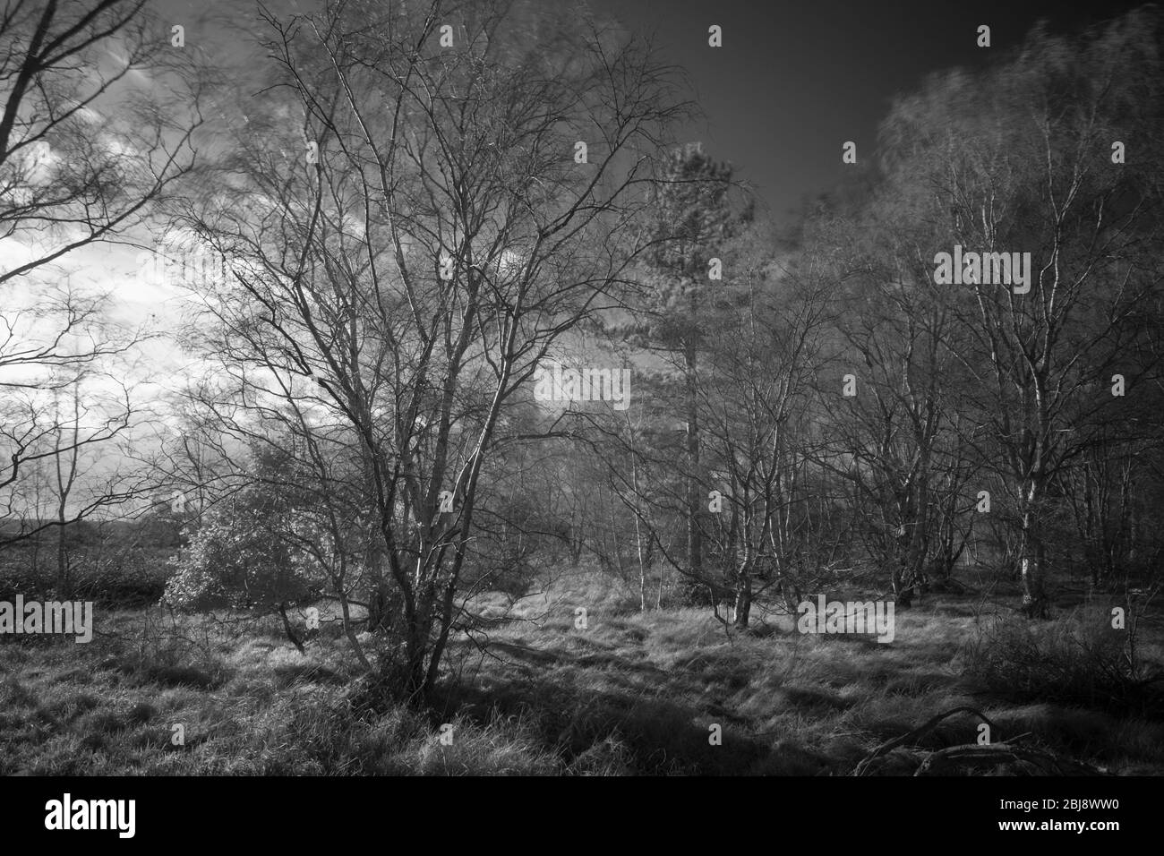 Bäume im Wintersonne, Norfolk, England, Infra rot schwarz-weiß Bild. Stockfoto