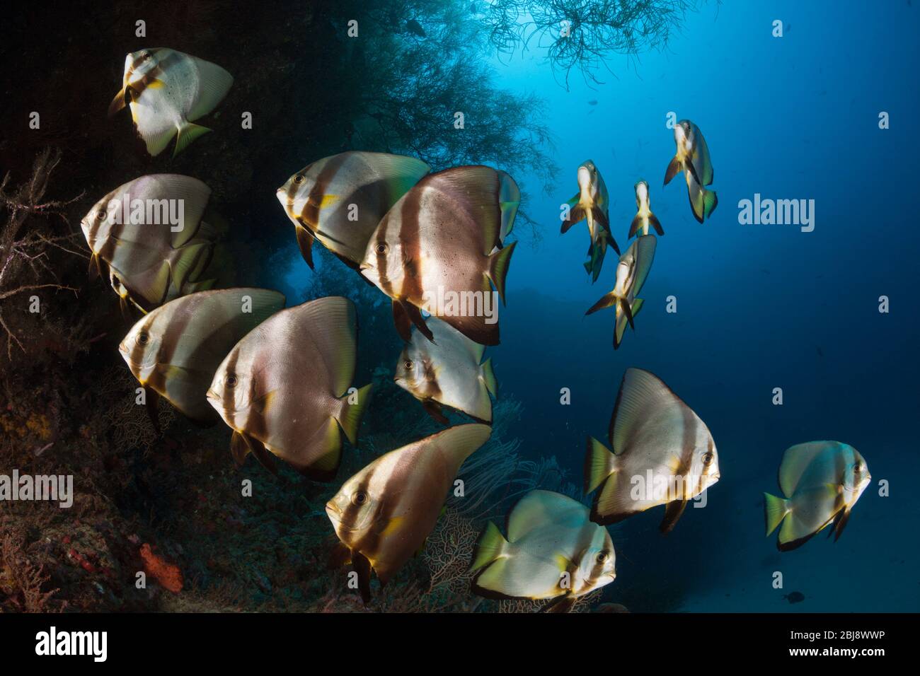 Schwarm von Langflossen-Batfish, Platax teira, New Ireland, Papua-Neuguinea Stockfoto
