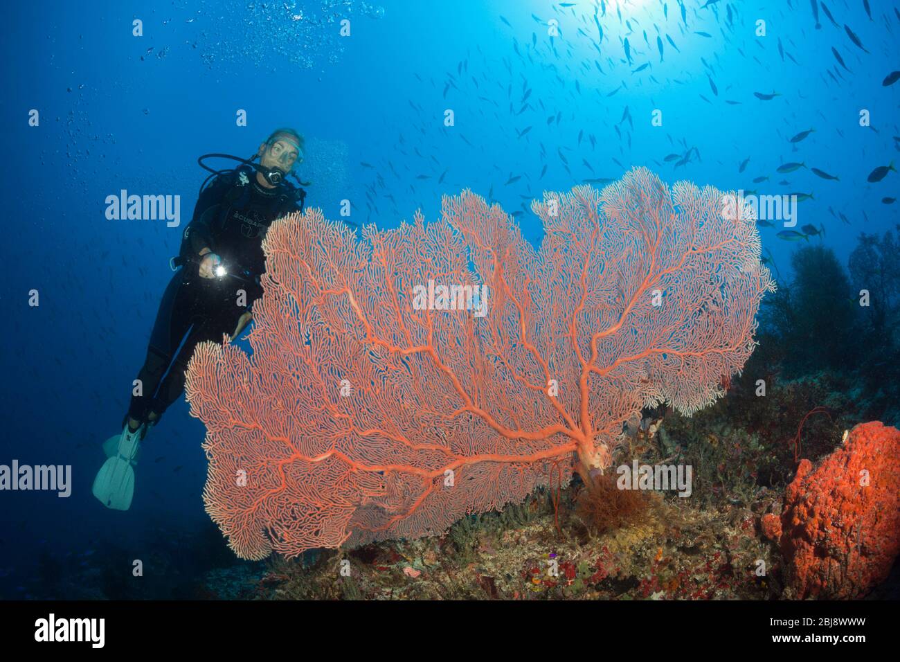 Scuba Diver über Coral Reef, New Ireland, Papua Neuguinea Stockfoto