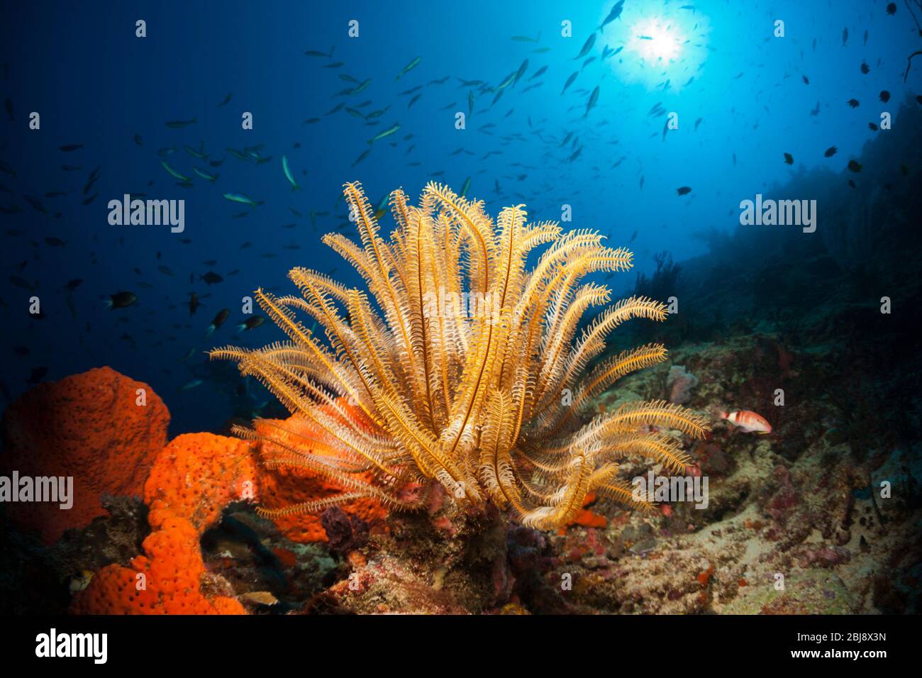 Seelöher in Coralle Reef, Comanthina schlgeli, New Ireland, Papua-Neuguinea Stockfoto