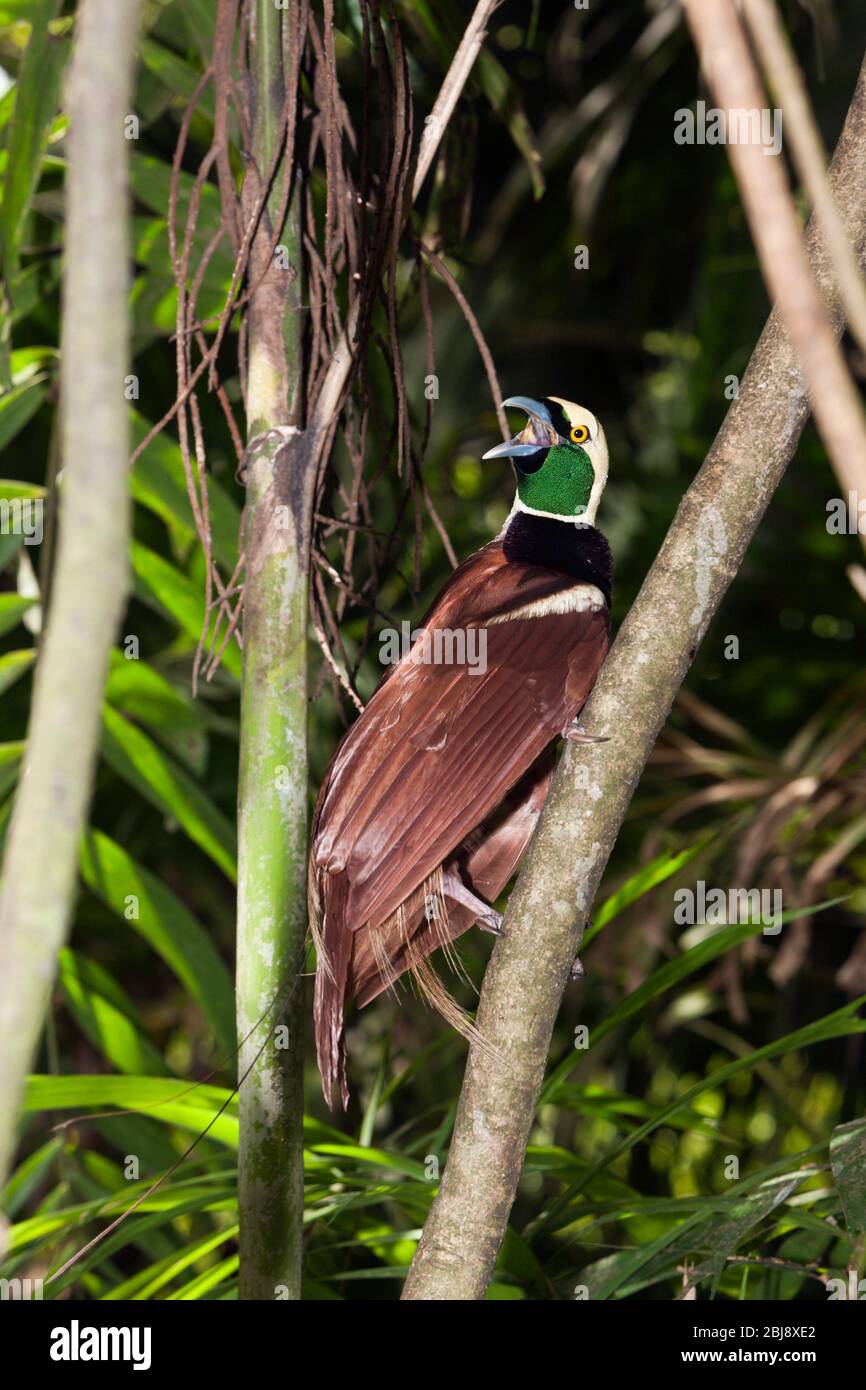 Raggiana Paradiesvogel, Paradisaea raggiana, Papua-Neuguinea Stockfoto