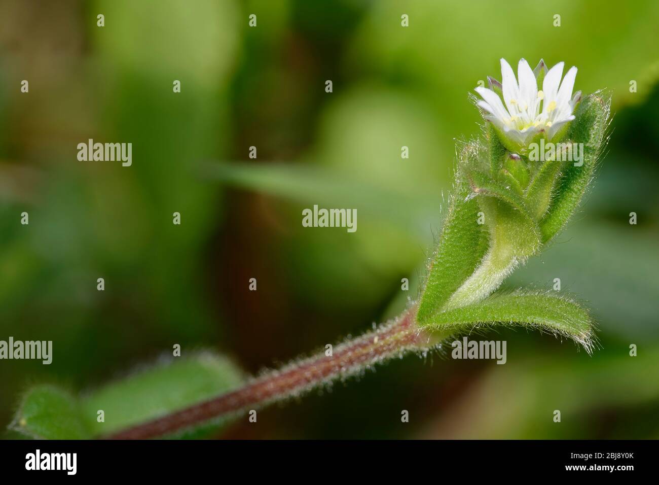 Gemeinsames Mausohr - Cerastium fontanum Blume, Knospen & behaarte Blätter Stockfoto