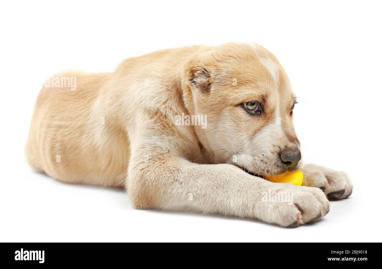 Zentralasian Shepherd Welpen spielen mit einem Spielzeug Ente isoliert auf weiß Stockfoto