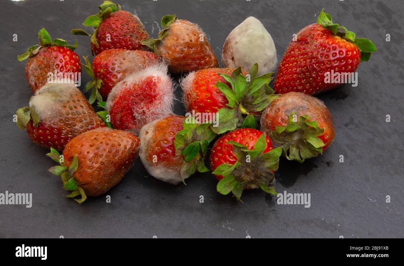 Erdbeeren mit Schimmel auf Schieferplatte und weißem Hintergrund Stockfoto