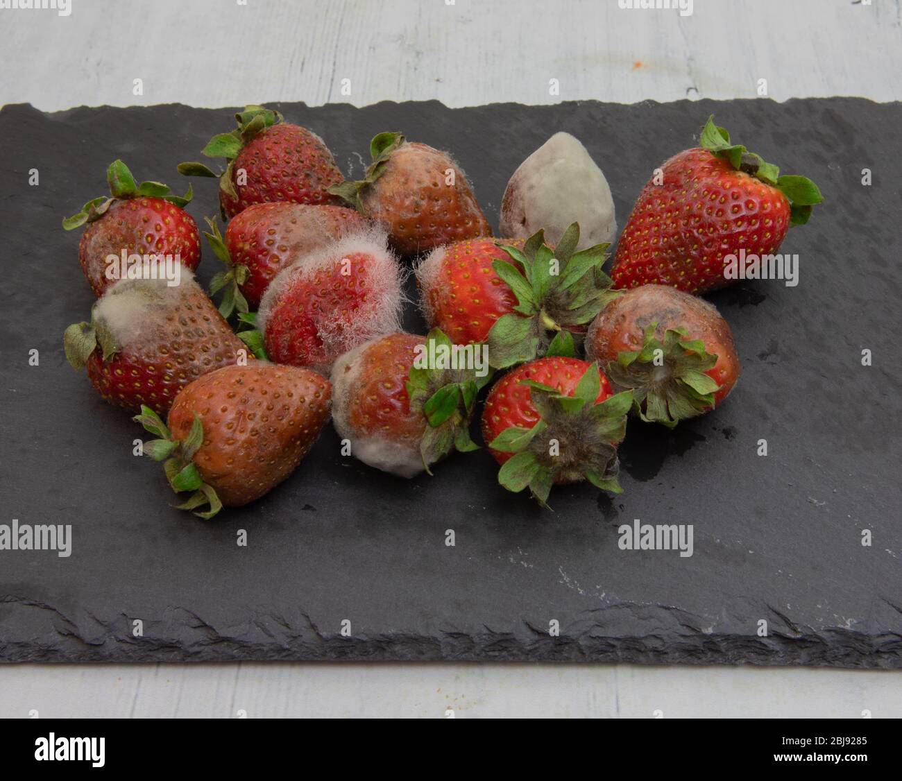 Erdbeeren mit Schimmel auf Schieferplatte und weißem Hintergrund Stockfoto