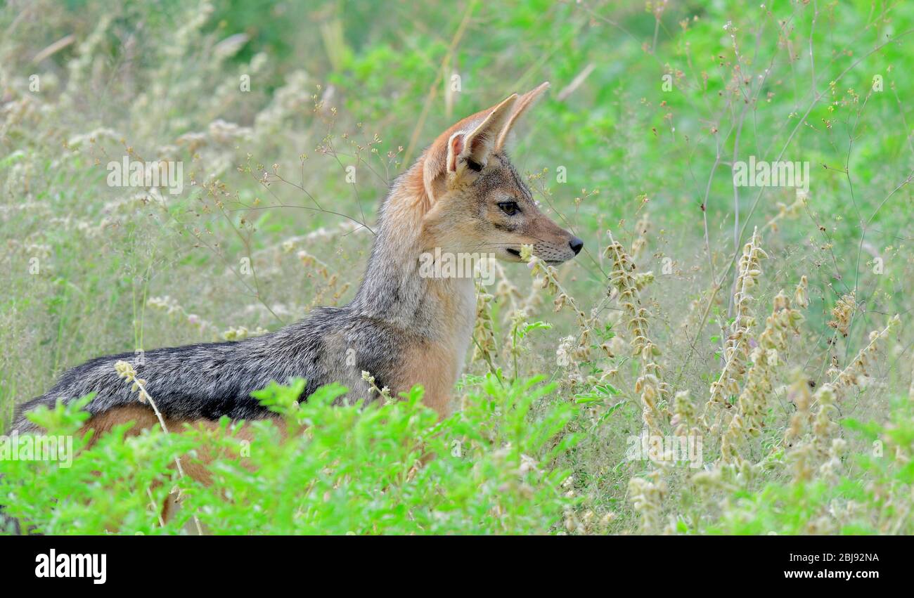 Kenia Ostafrika Stockfoto