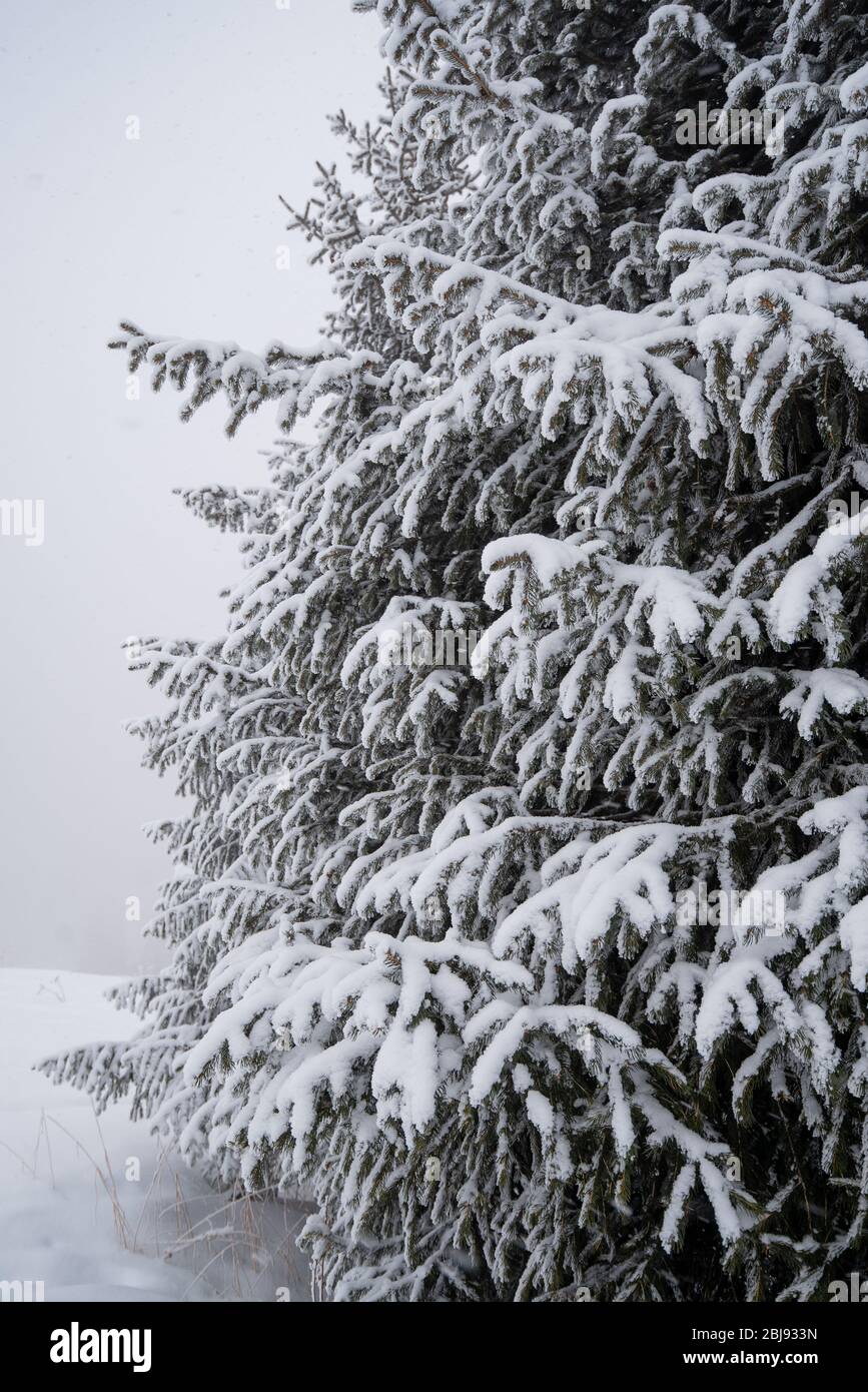 Schneebedeckte schöne Tanne, Winter Stockfoto