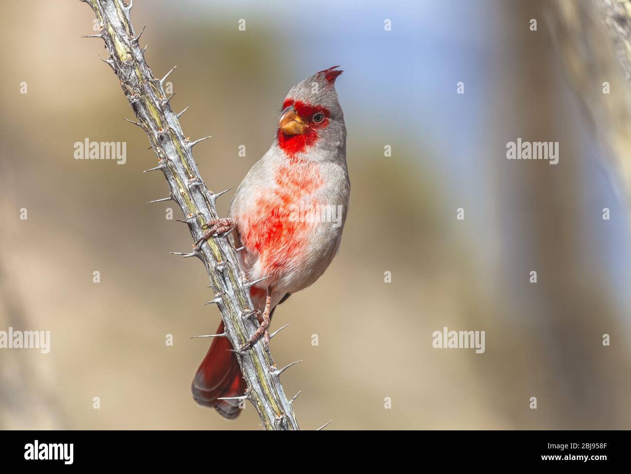 Männliche Pyrrhuloxie oder Wüstenkardinale (Cardinalis sinuatus) halten an einem Ocotillo-Zweig, Saguaro National Park, Arizona, USA. Stockfoto