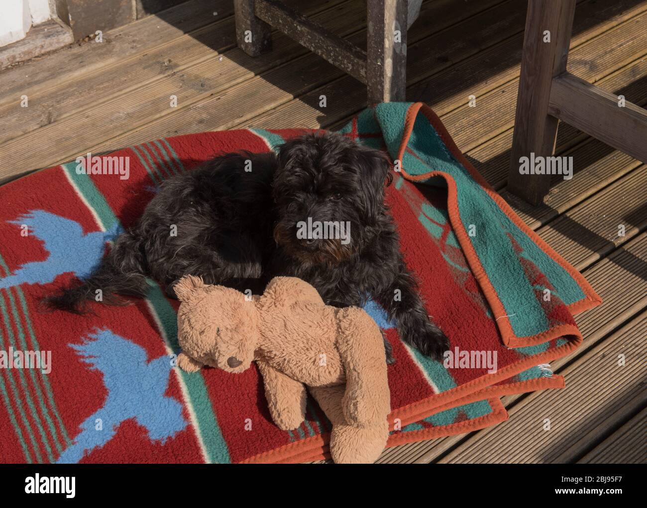 Schwarzer Schnauzer Hund (Miniatur Pudel und Miniatur Schnauzer Kreuz) auf seinem Bett mit einem Teddybären in einem Garten in Rural Devon, England, Großbritannien Stockfoto