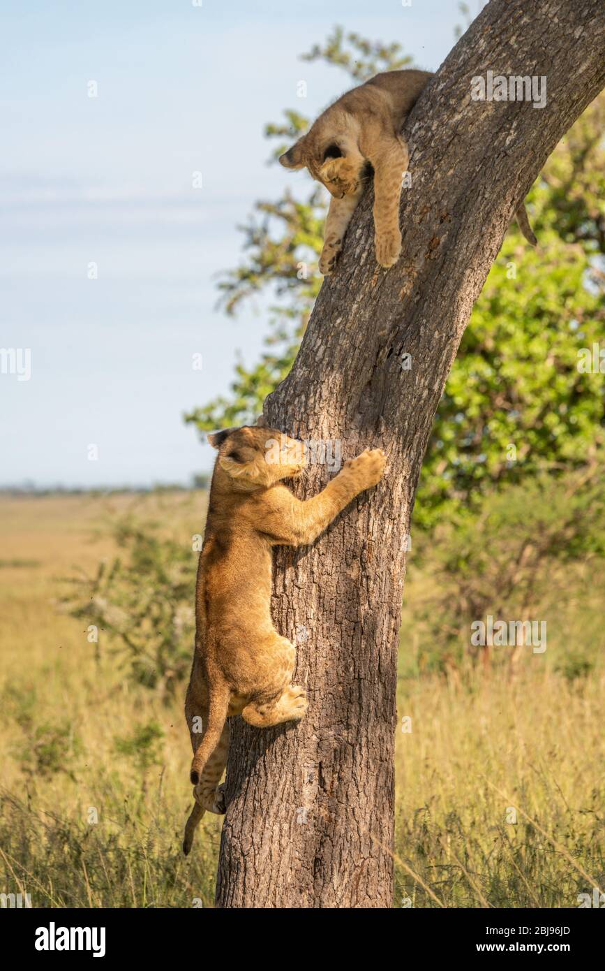 Zwei Löwenjunge klettern in der Savanne auf den Baum Stockfoto