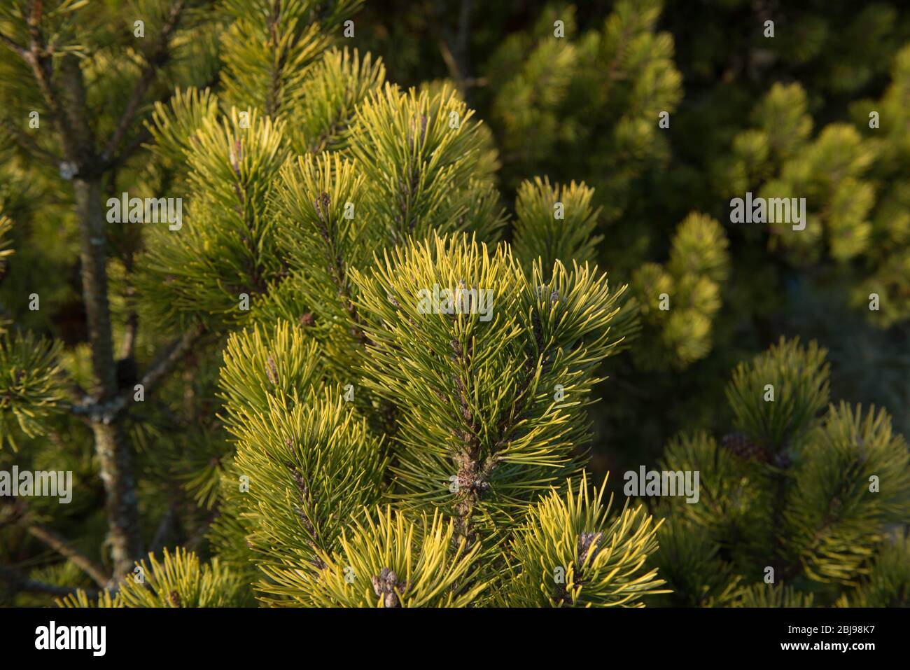 Grüne Laub einer Evergreen Nadelbaum Zwerg Mountain Pine Tree (Pinus mugo 'Ophir') wächst in einem Land Cottage Garden in ländlichen Devon, England, Großbritannien Stockfoto