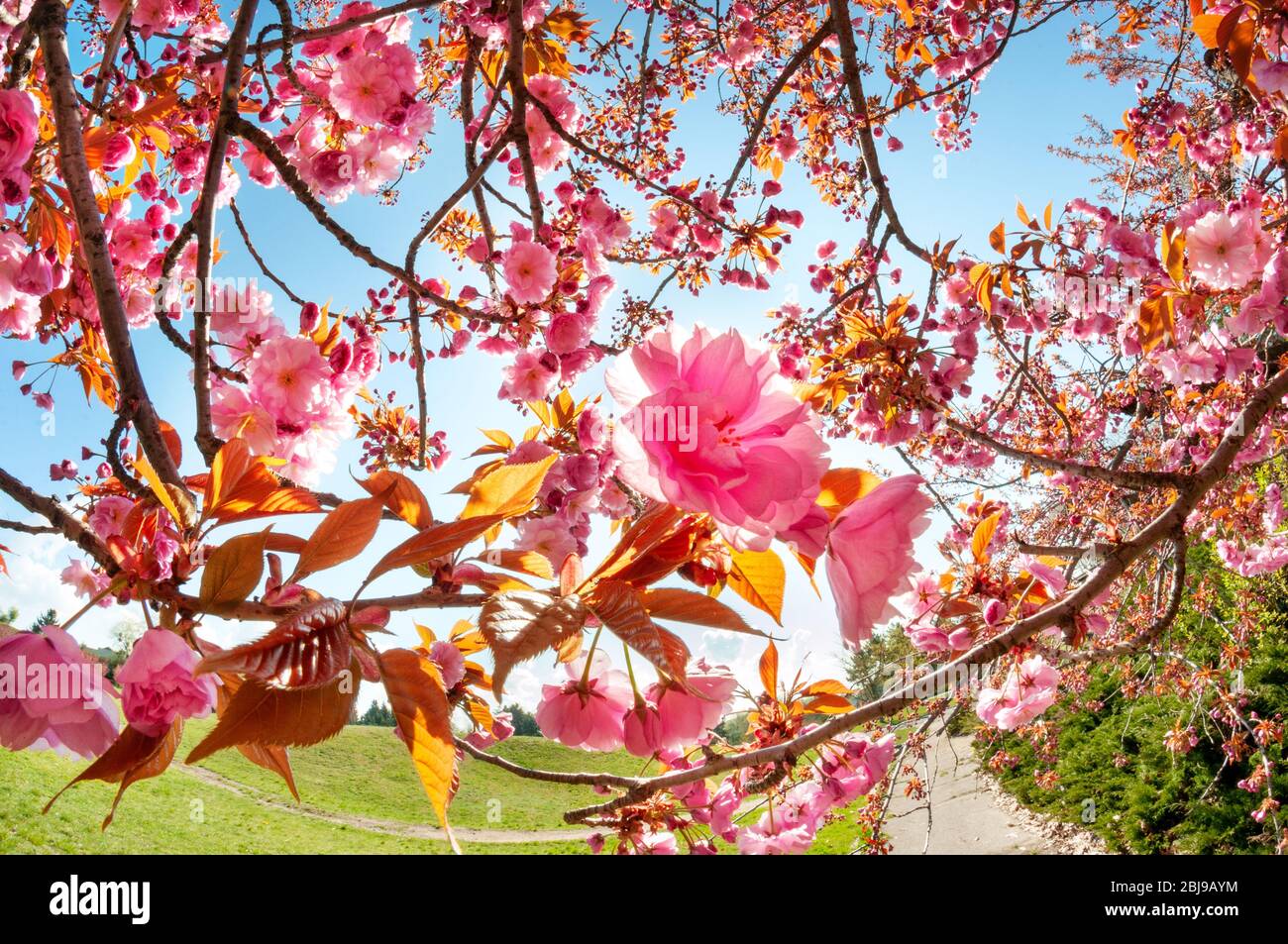 Zarte Sakura Blüten im sonnigen Park. Tolle Frühlingsszene. Frühlingspostkarte Stockfoto