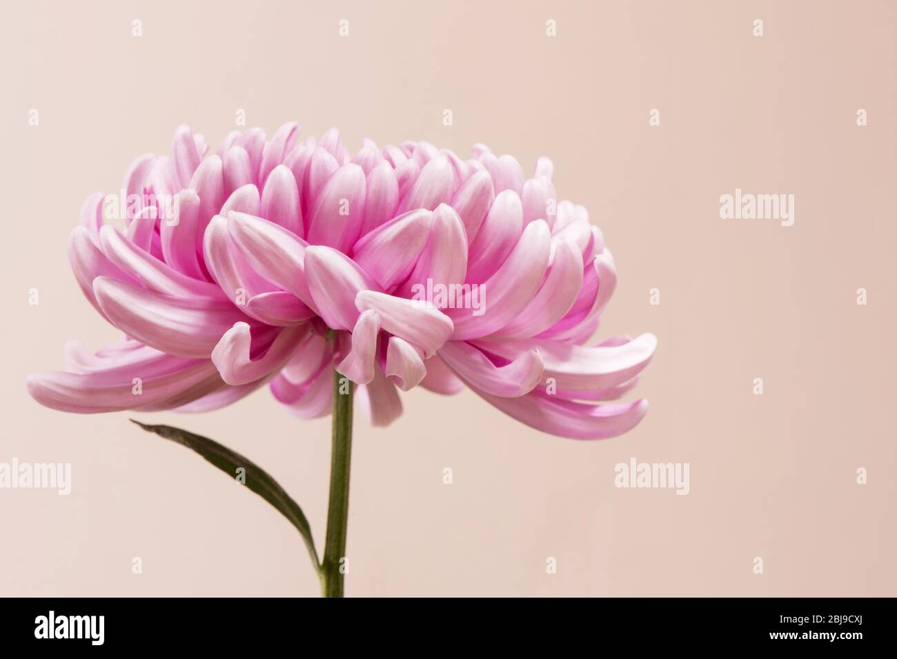 Nahaufnahme Foto von rosa Chrysanthemum Blume auf hellem Hintergrund. Makrofotografie Stockfoto