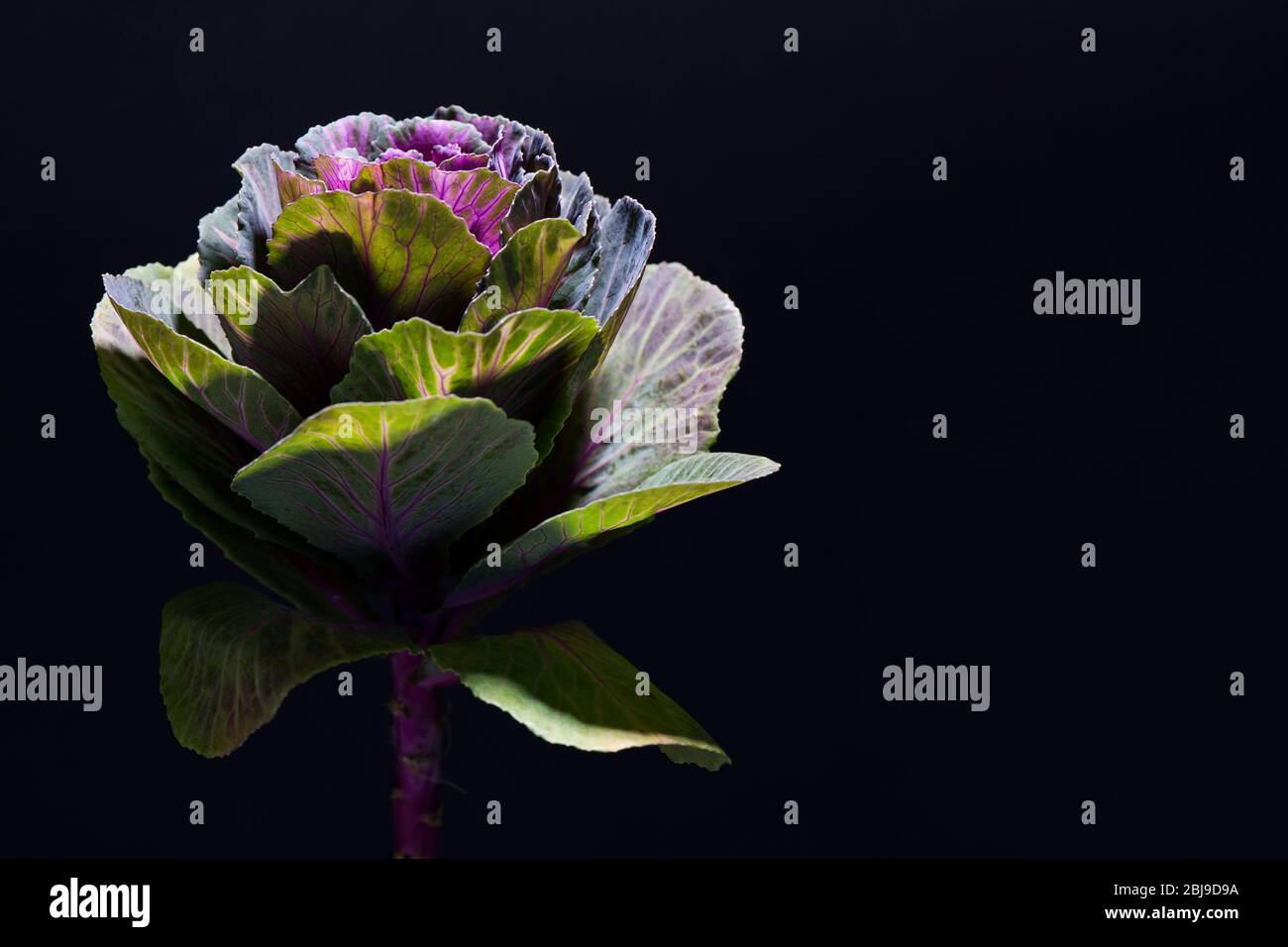 Nahaufnahme Foto von Mehrfarben dekorativen Kohl oder Grünkohl auf schwarzem Hintergrund Stockfoto