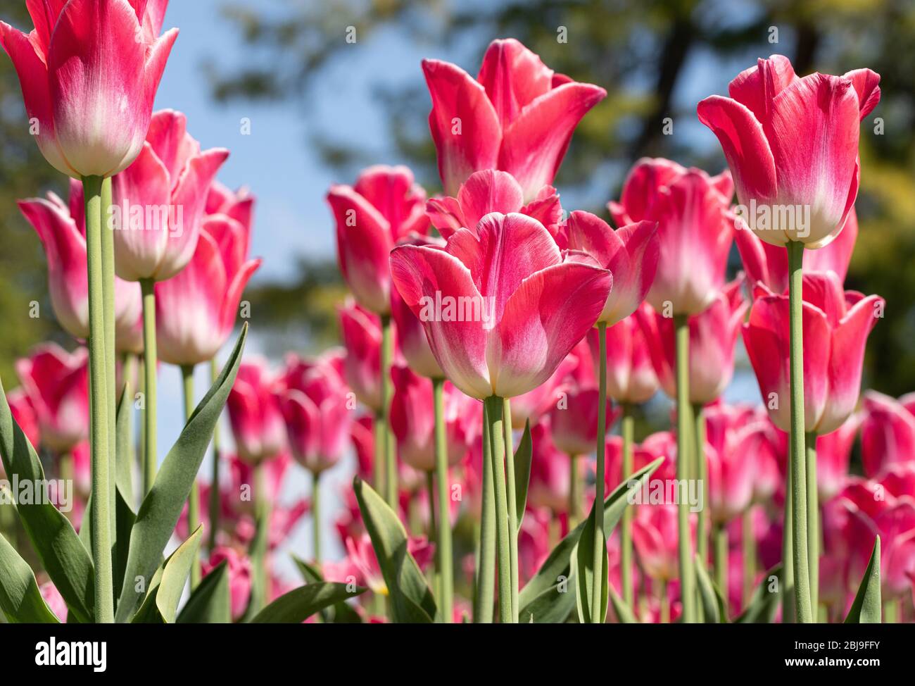 Tulpengarten blüht auf Saison und Filed füllen volle Farbe von Blumen.  Tulpenfest Morges, Schweiz Stockfotografie - Alamy