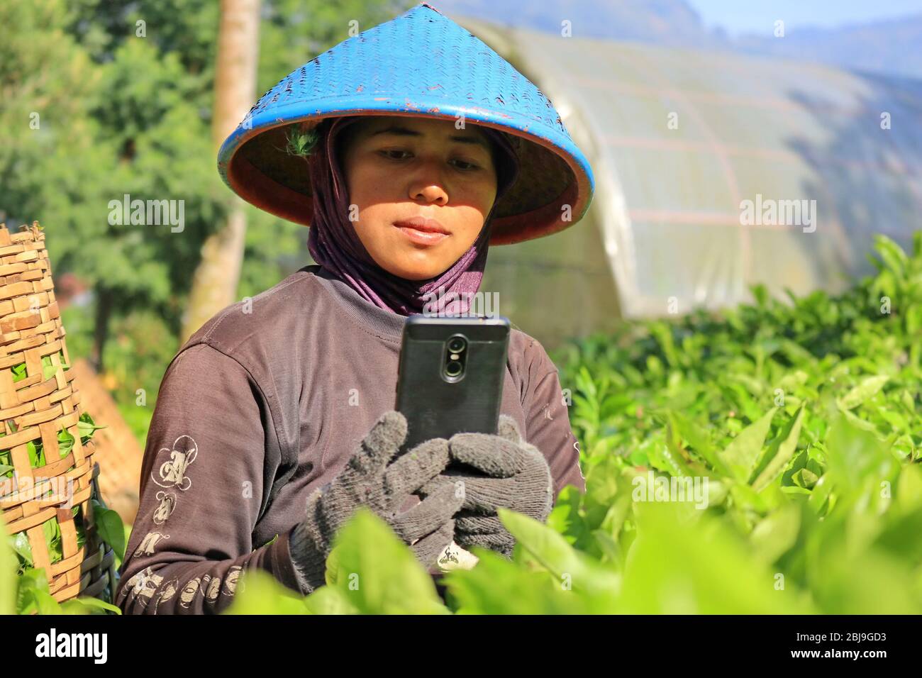 Wonosobo.Zentral-Java/Indonesien, zwei Bauern, pflücken Teeblätter Stockfoto