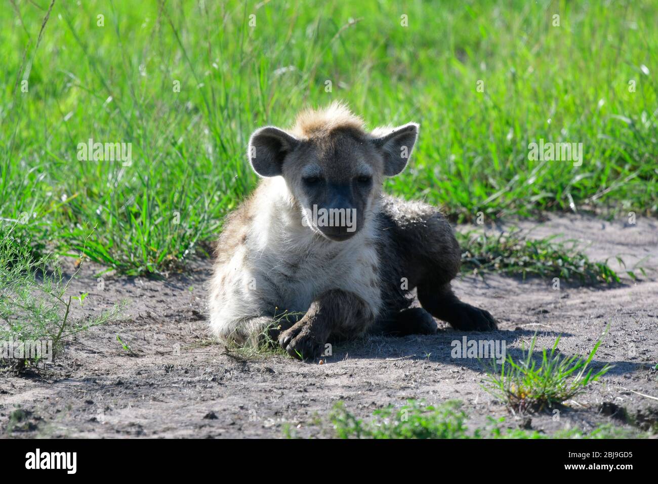 Geflecktes Hyäne, Saba Reserve, Kenia Ostafrika Stockfoto