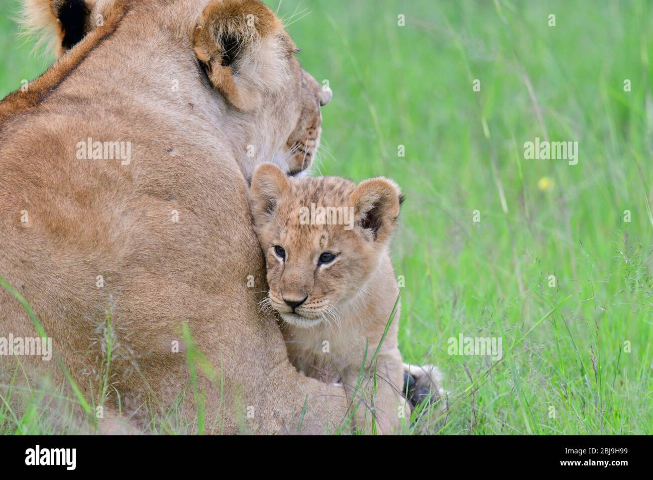 Masai Mara Reserve, Kenia Stockfoto