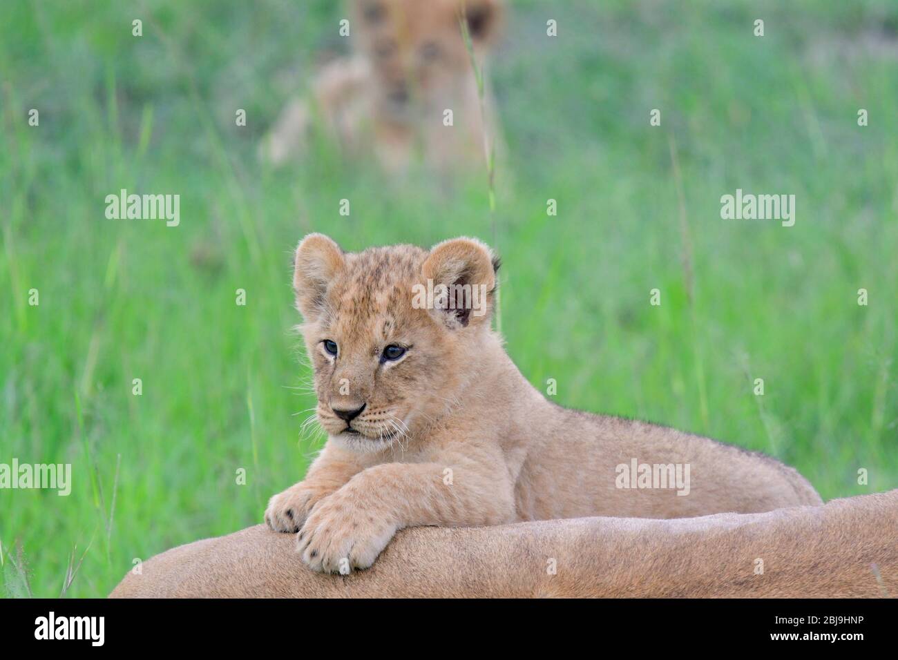 Masai Mara Reserve, Kenia Stockfoto