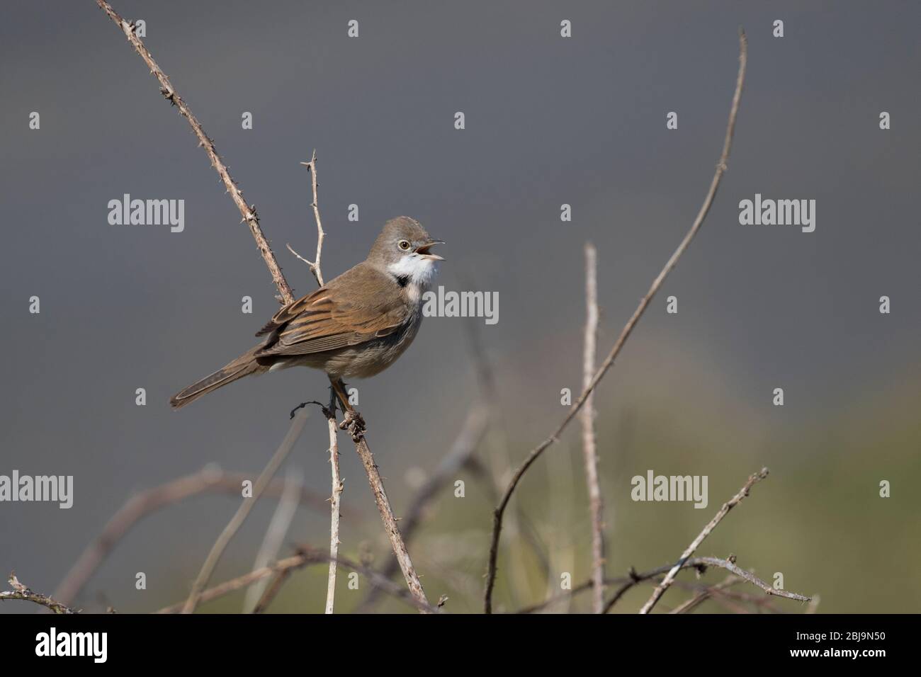 Gemeinsame Whitethroat Stockfoto