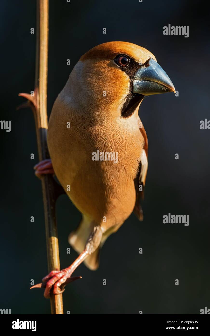Weißfink - Coccothraustes coccothraustes, schöner bunter Vogel aus den Wäldern der Alten Welt, Zlin, Tschechische Republik. Stockfoto