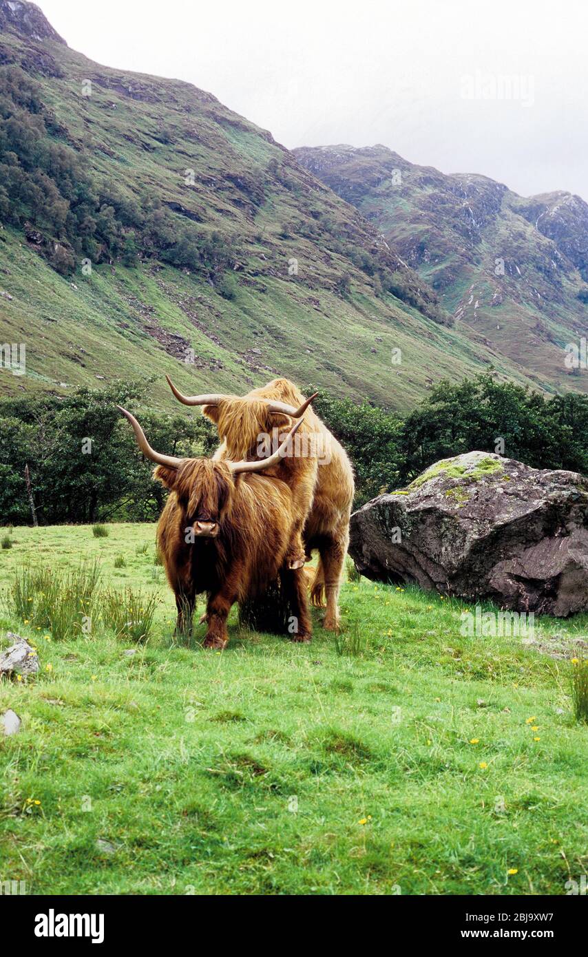 Die schottischen Highland Rinder züchten, Paarung Stockfoto