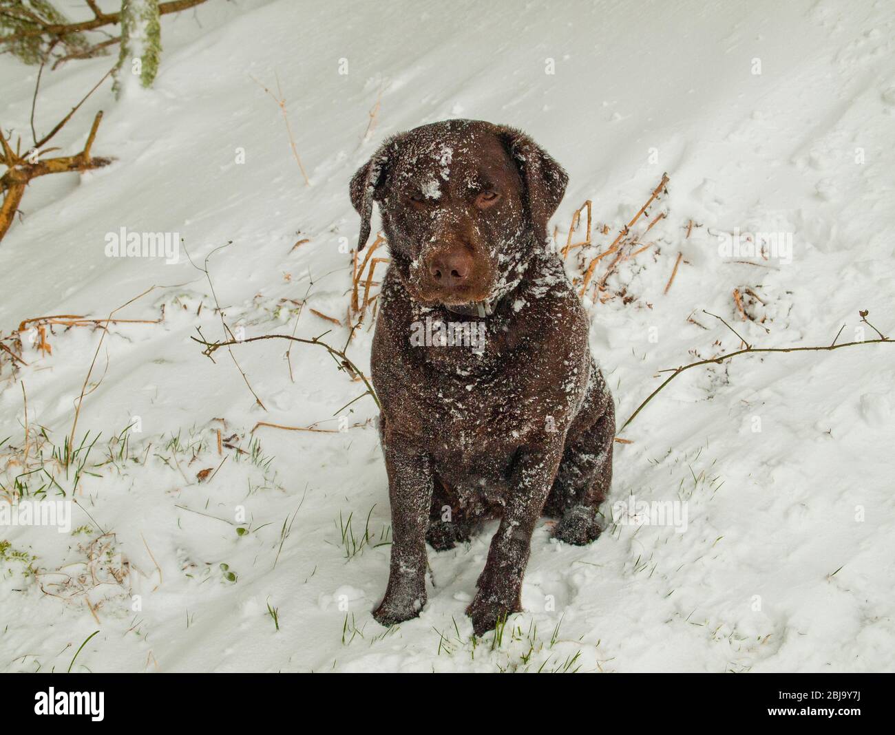 Wunderbar Schne Labrador Sprche Bilder