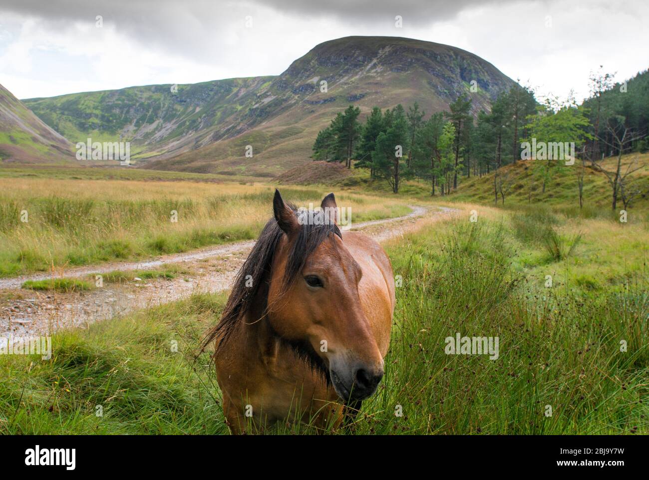 Schottisches Hochlandpony Stockfoto