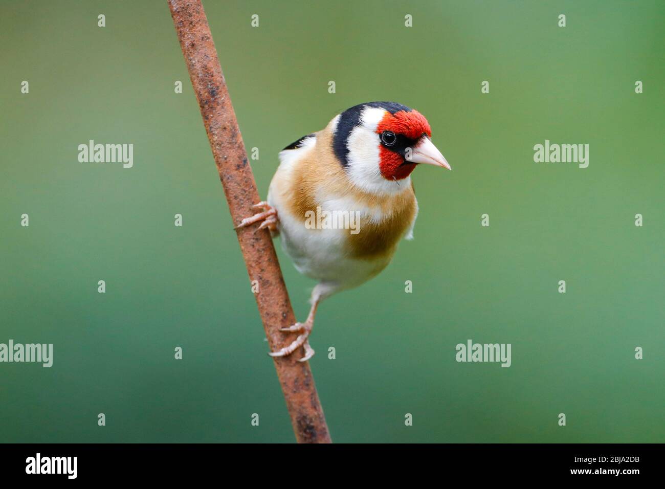 Ein Goldfinch (Carduelis carduelis) schaut heute Morgen von einem rostigen Barsch direkt in die Kamera, nach einem grauen Start in den Tag in East Sussex, Großbritannien. Stockfoto