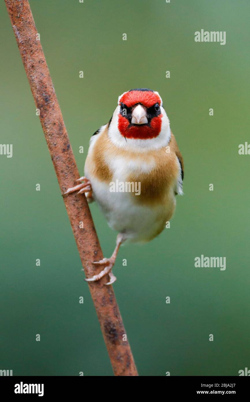 Ein Goldfinch (Carduelis carduelis) schaut heute Morgen von einem rostigen Barsch direkt in die Kamera, nach einem grauen Start in den Tag in East Sussex, Großbritannien. Stockfoto