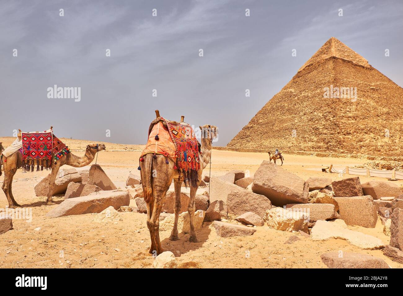 Kamele vor der Pyramide von Khafre (Pyramide von Chephren), die zweithöchste und zweitgrößte der altägyptischen Pyramiden von Gizeh in Stockfoto