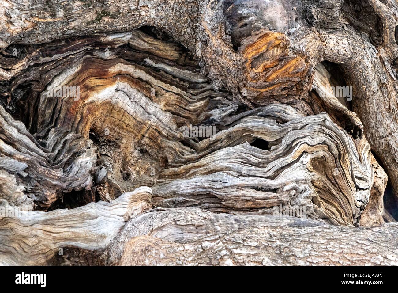 Der Stamm eines sehr alten Olivenbaums in palma, mallorca, spanien. Stockfoto