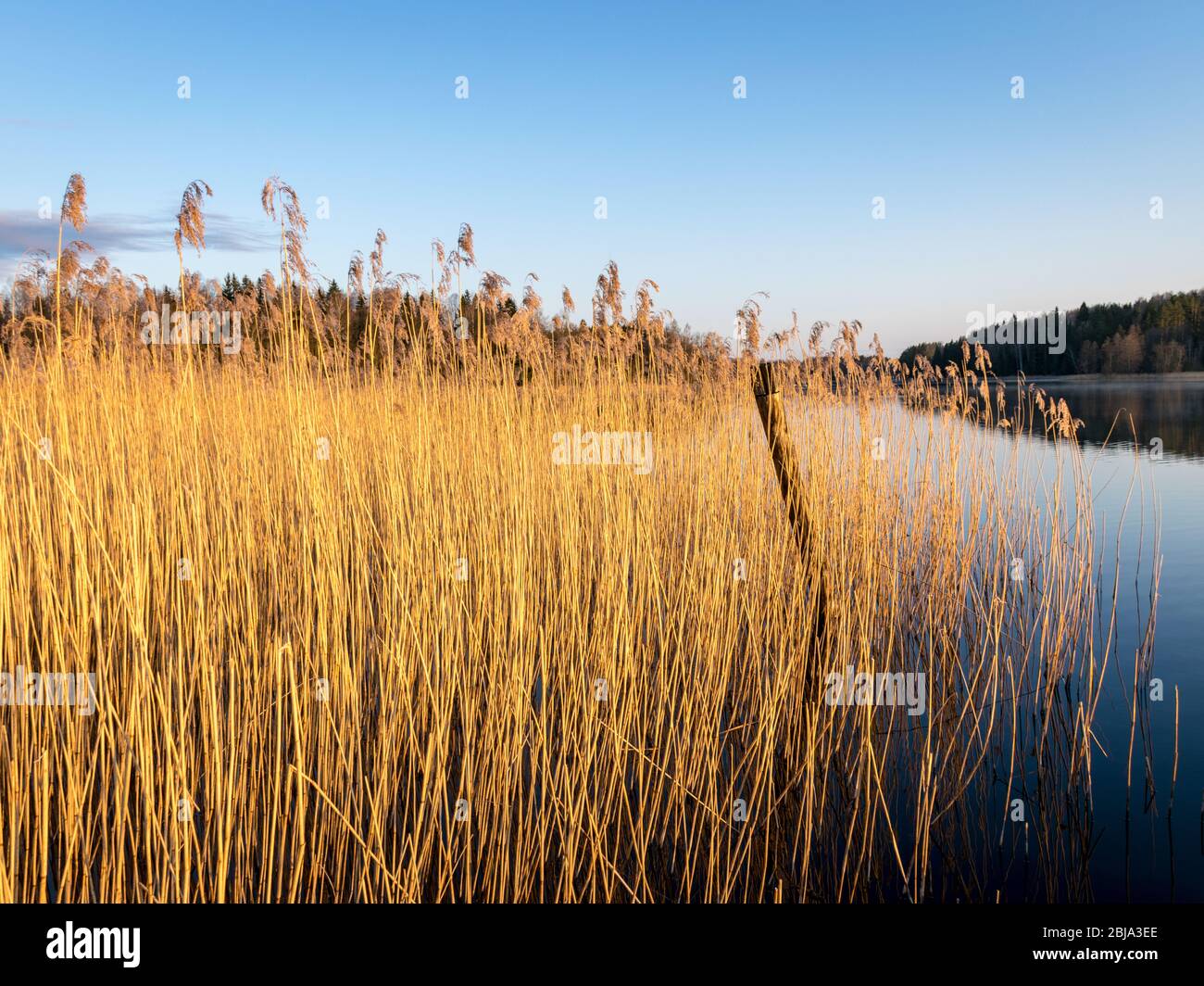 Abstraktes Bild mit trockenem Schilf des letzten Jahres, geeignet für Hintergrund Stockfoto