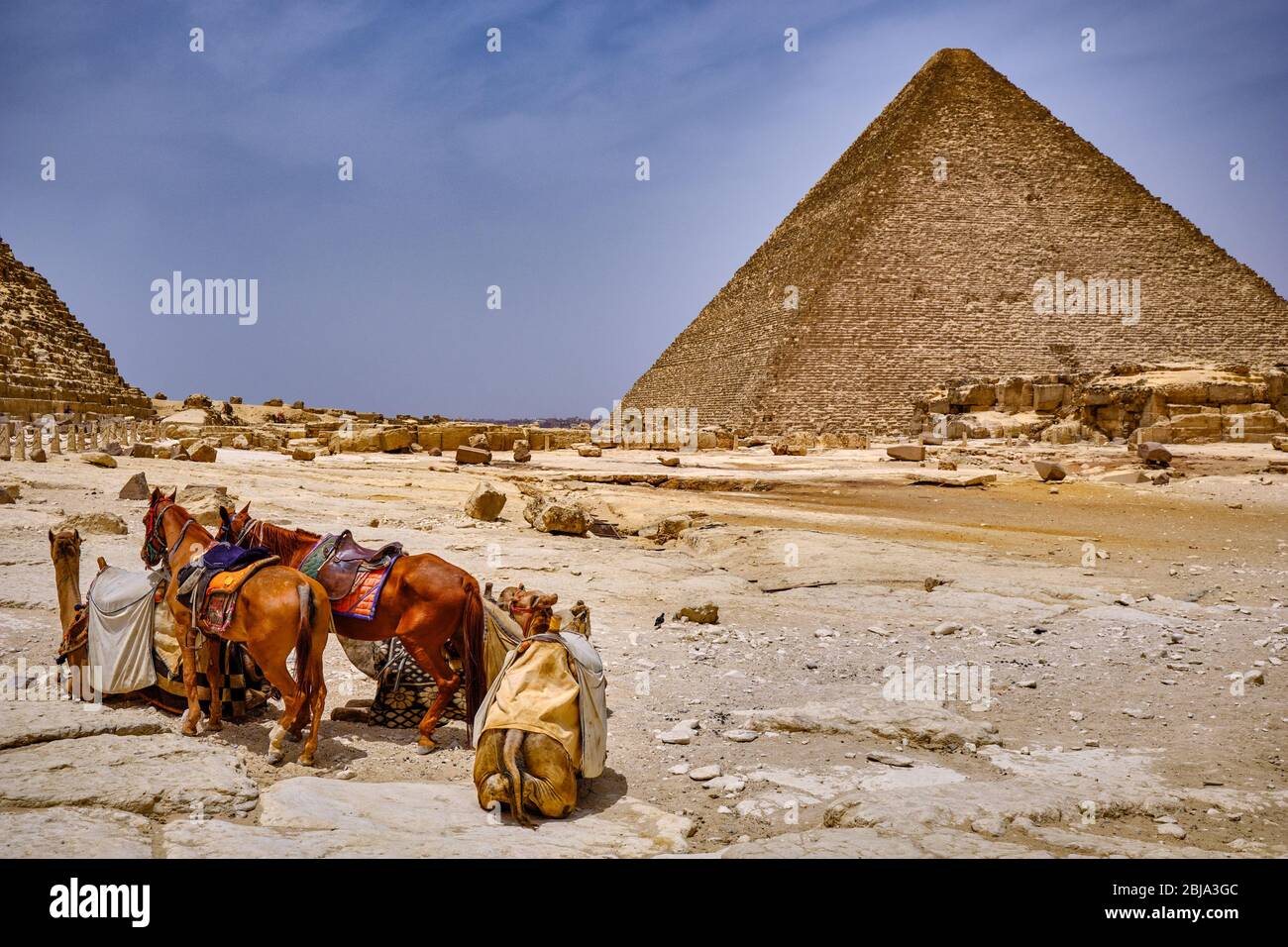 Pferde und Kamele an der Großen Pyramide von Gizeh (Pyramide von Khufu oder Pyramide von Cheops), Gizeh Plateau in Kairo, Ägypten Stockfoto