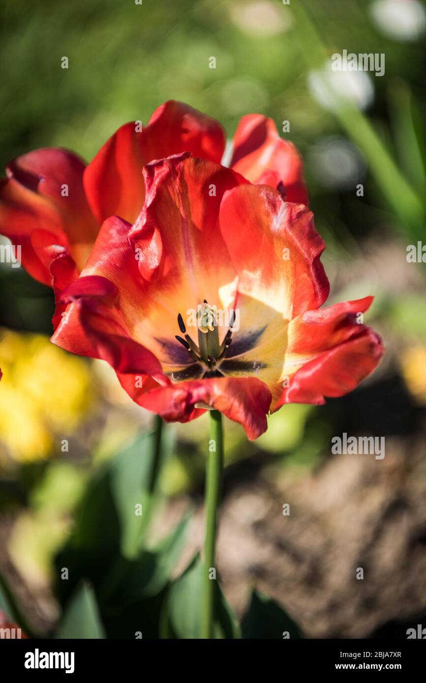 Die Staubgefäße und Pistillen einer Tulpenblume Tulipa. Stockfoto