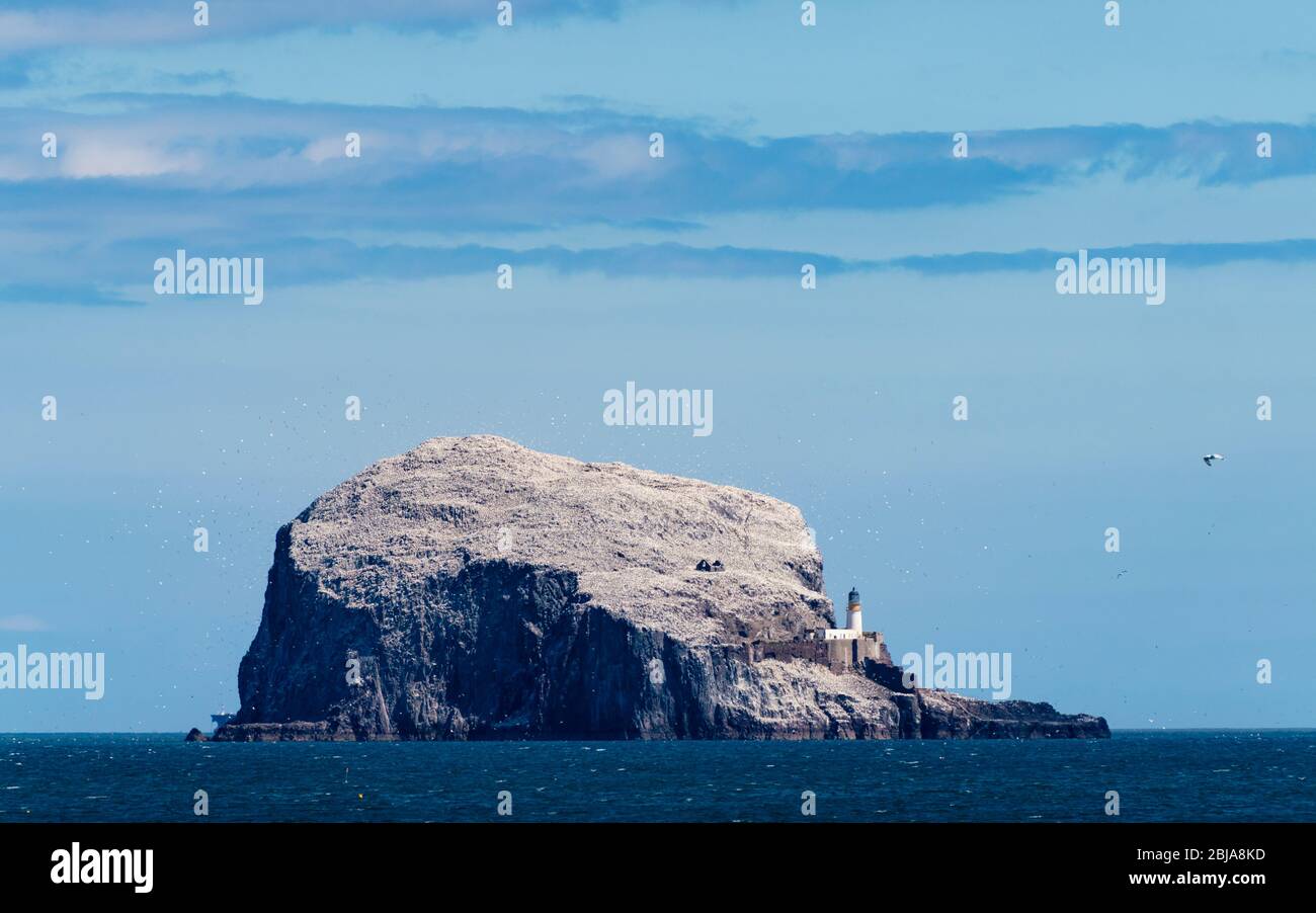 Ansicht von Bass Rock weiß gefärbt als Folge der Nistbagannets, Firth of Forth, Schottland, Großbritannien Stockfoto