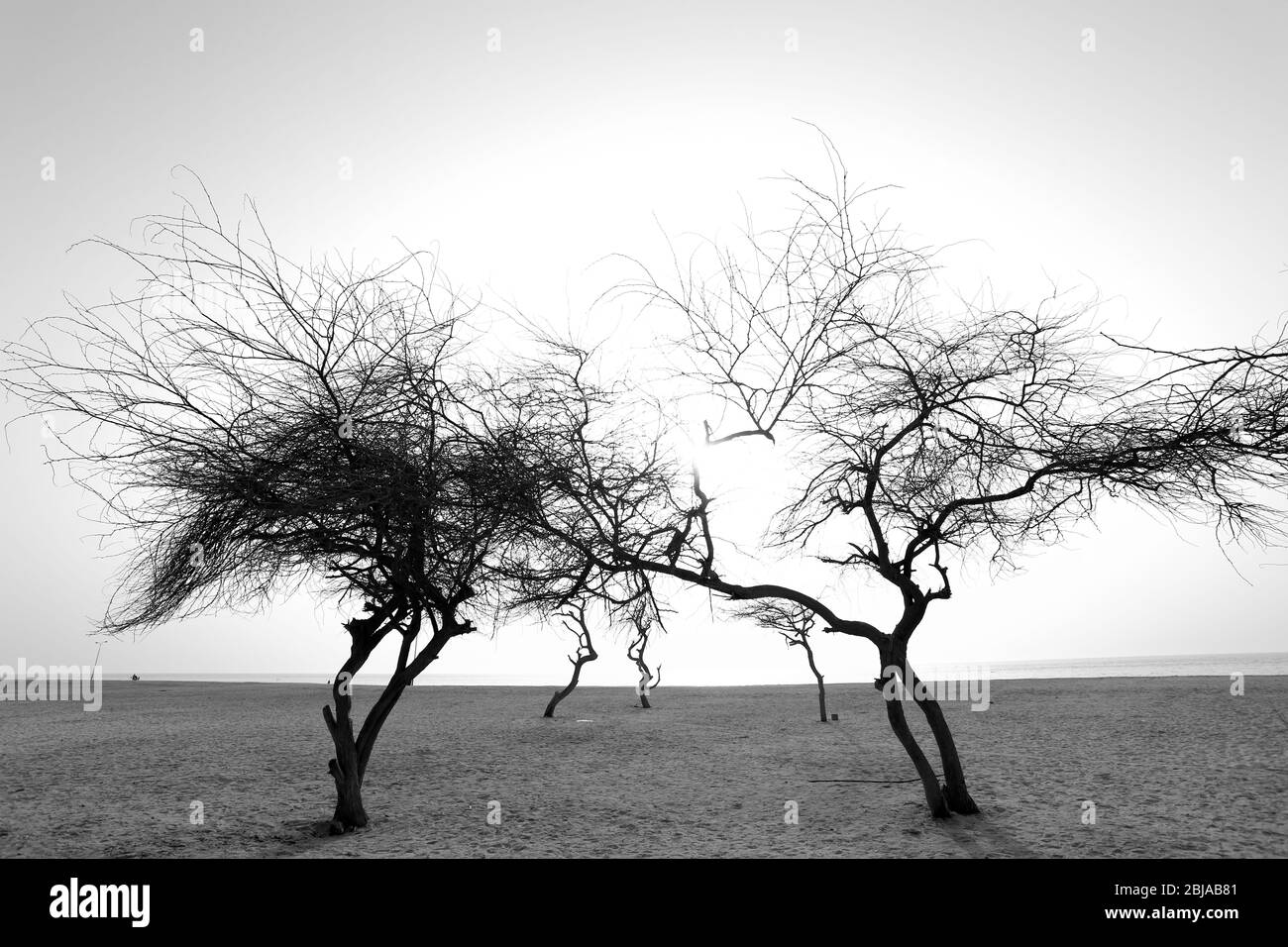 Monochromes Bild von Bäumen am Strand von Al-Jazayir, Königreich von Bahrain Stockfoto