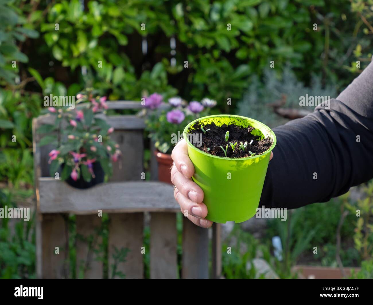 Zwei maskuline Hände halten einen Topf mit Sämlingen Stockfoto