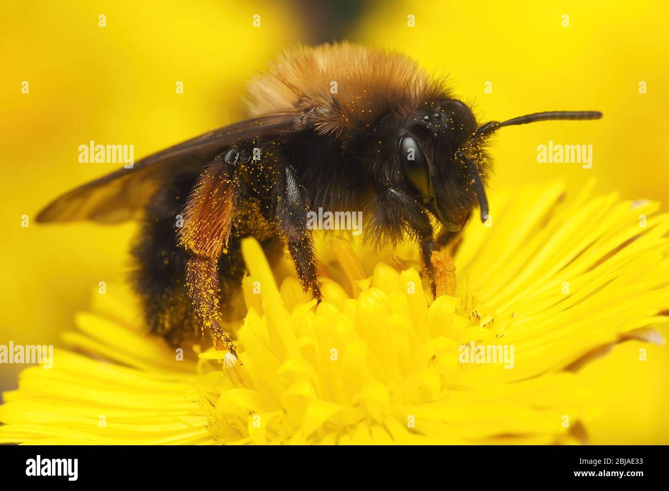 Weibliche Andrena clarkella Bergbau Biene auf Coltsfoot Blume. Tipperary, Irland Stockfoto
