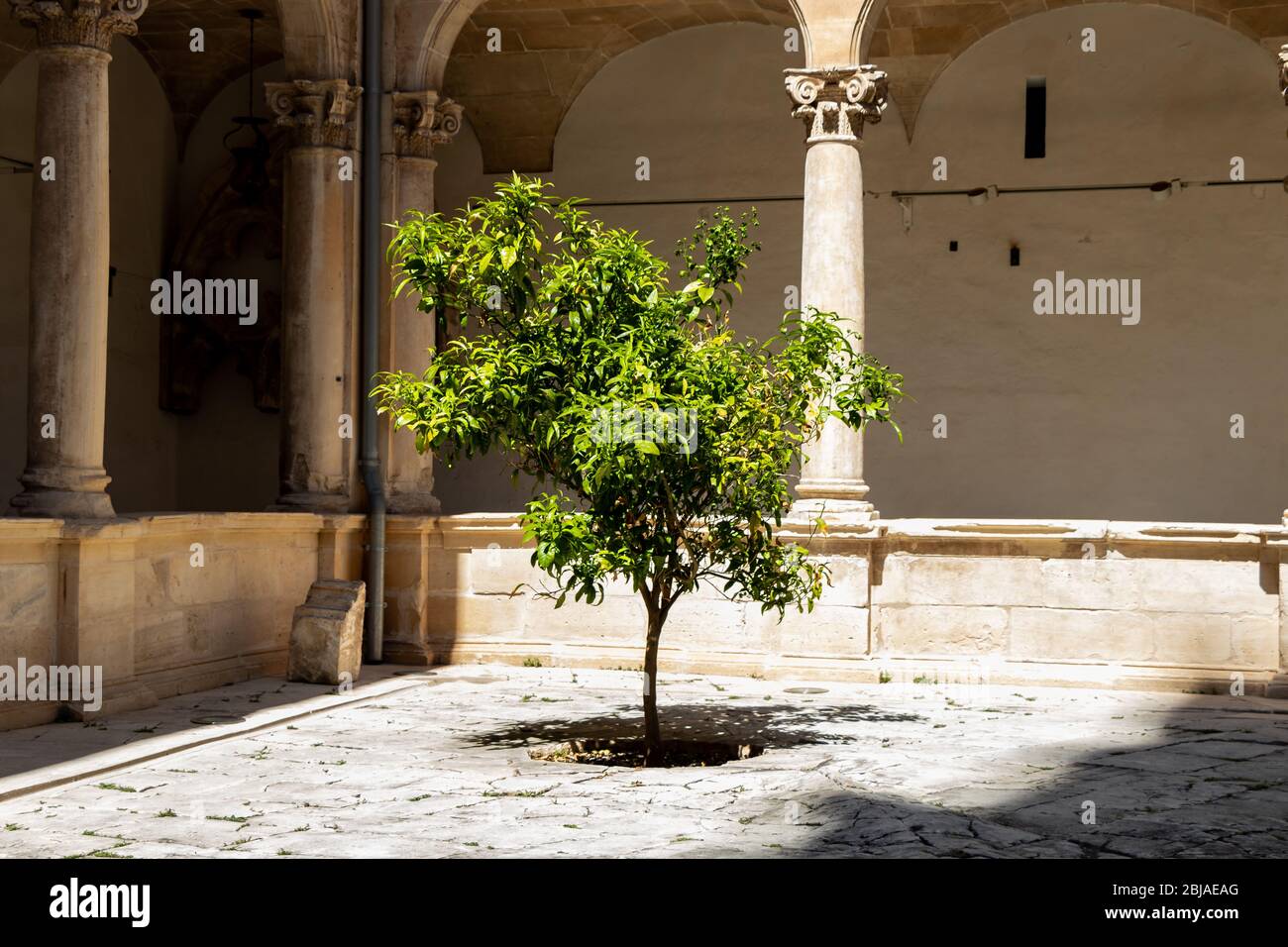 Schöner grüner Olivenbaum in einem Hof der Catedral de Mallorca, spanien. Stockfoto