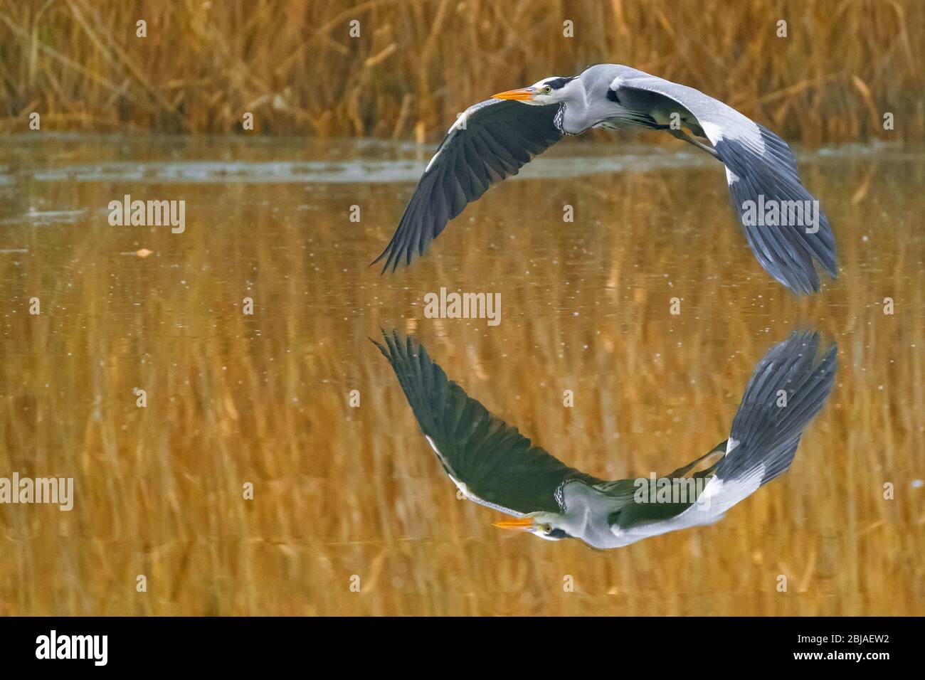 Graureiher (Ardea cinerea), fliegend über Wasser, Spiegelbild, Deutschland Stockfoto