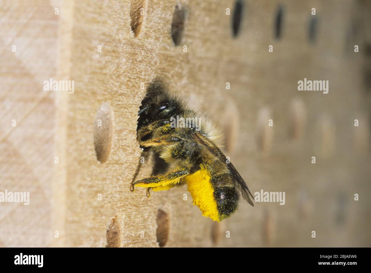 Rote Maurerbiene (Osmia rufa, Osmia bicornis), Weibchen in einem Insektenhotel, Deutschland Stockfoto