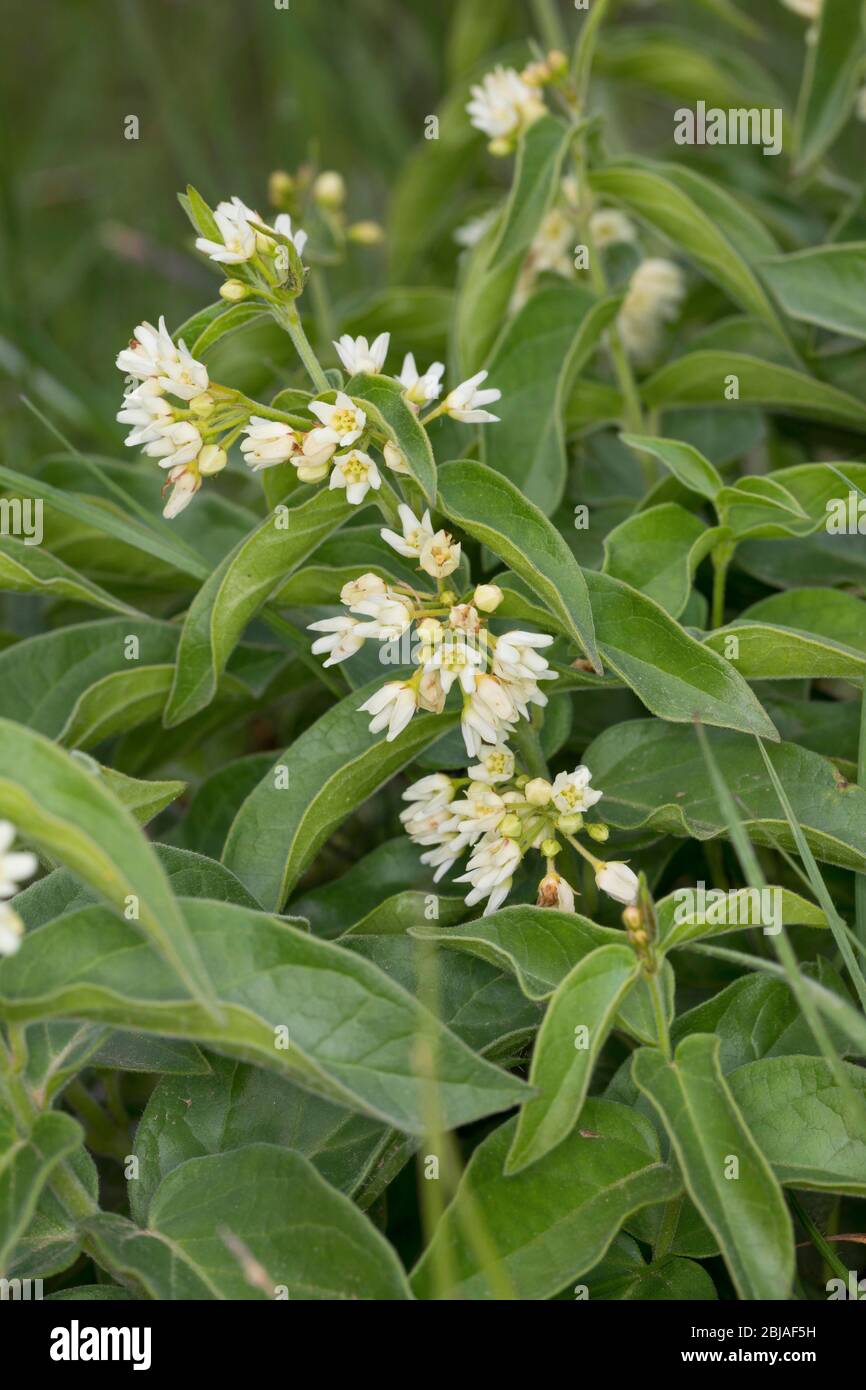 weiße Schwalbe-Scharte (Vincetoxicum wissenschaftliche, Cynanchum Vicentoxicum), blühen, Deutschland Stockfoto