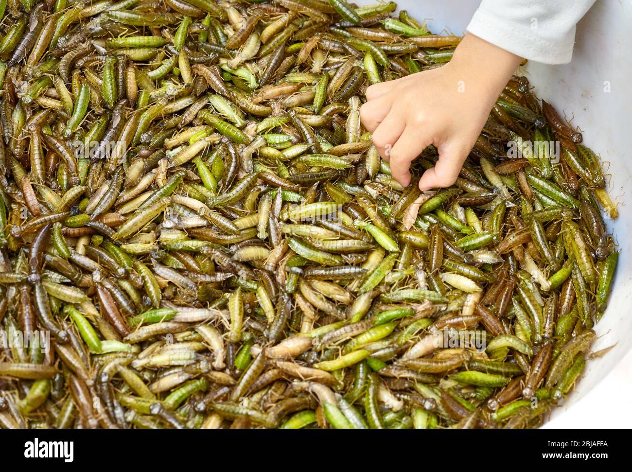 Hand greifen nach frischen essbaren Insekten auf einem lokalen Markt, selektiver Fokus, China. Stockfoto