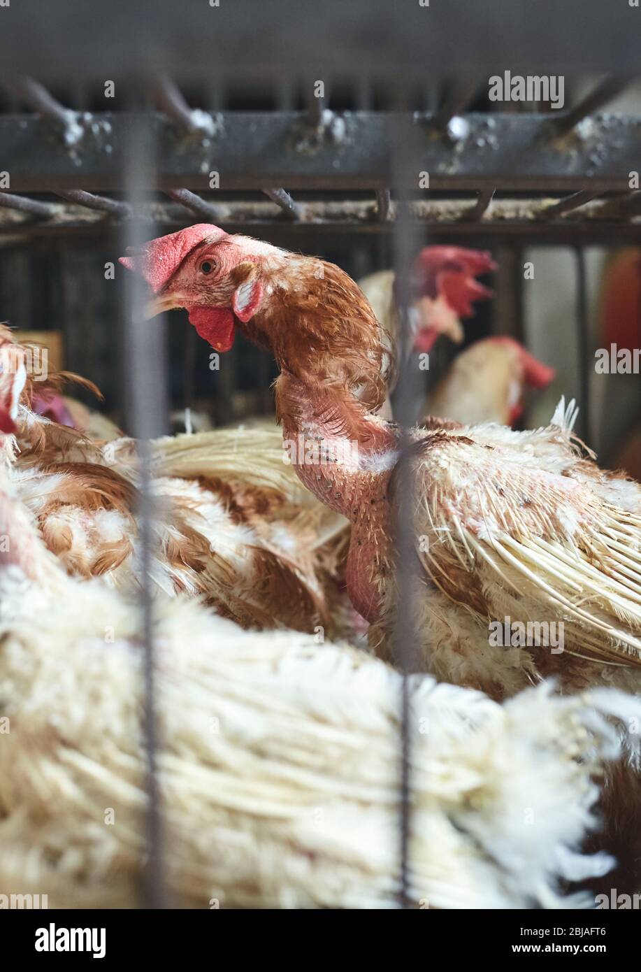 Verwundeten Hahn im Käfig auf lokalen Markt gehalten, selektive Fokus, China. Stockfoto