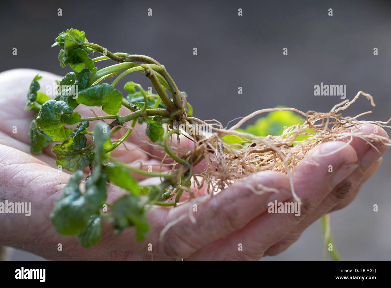 gill-over-the-ground, Ground Efeu (Glechoma hederacea), Roots, Deutschland Stockfoto