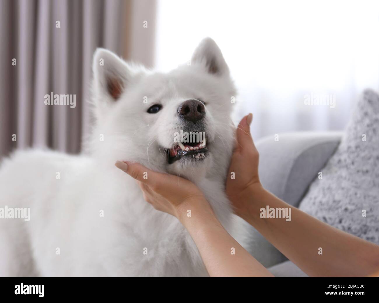 Weibliche Hände quetschen Samoyed Hund, Nahaufnahme Stockfoto